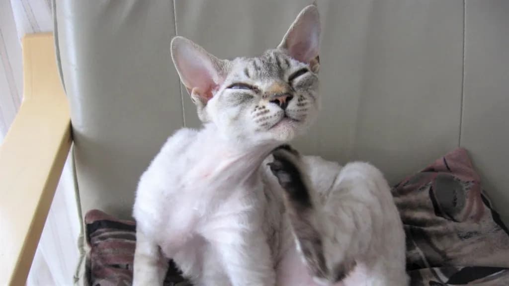 Jak skutecznie zadbać o pielęgnację kota rasy Devon Rex