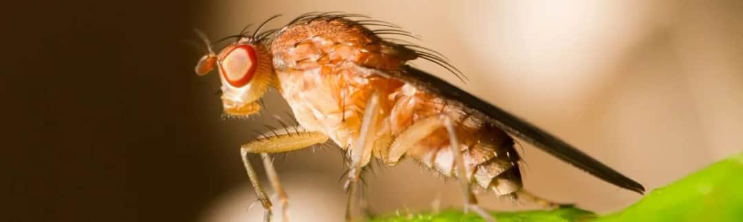 Jak muszki owocówki się rozmnażają? Zaskakujące fakty o ich cyklu życia