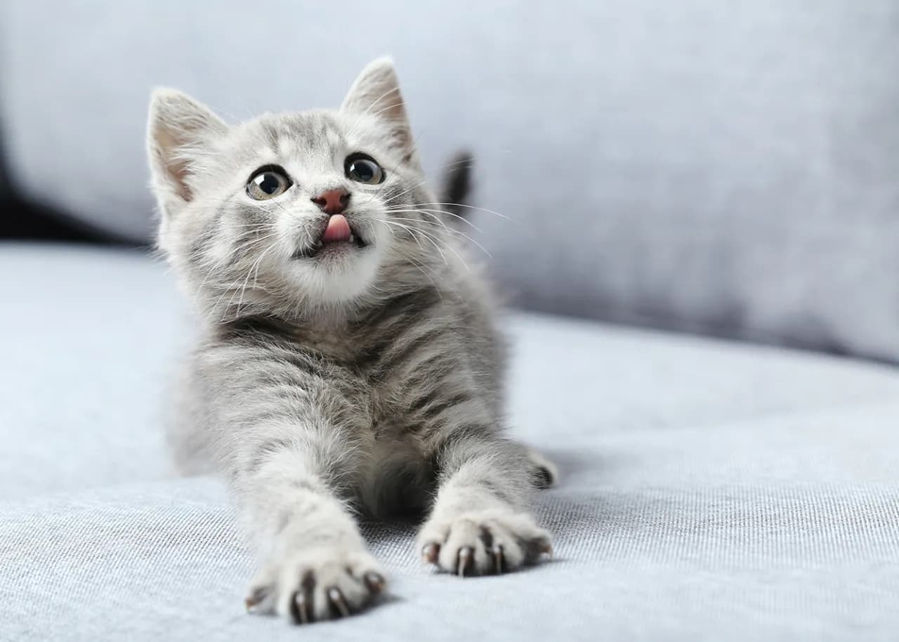 Kiedy można wziąć kotka od matki? Kluczowe informacje dla opiekunów Kiedy można wziąć kotka od matki? Kluczowe informacje dla opiekunów