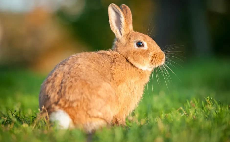 Czy sierść królika uczula? Odkryj prawdziwe przyczyny alergii
