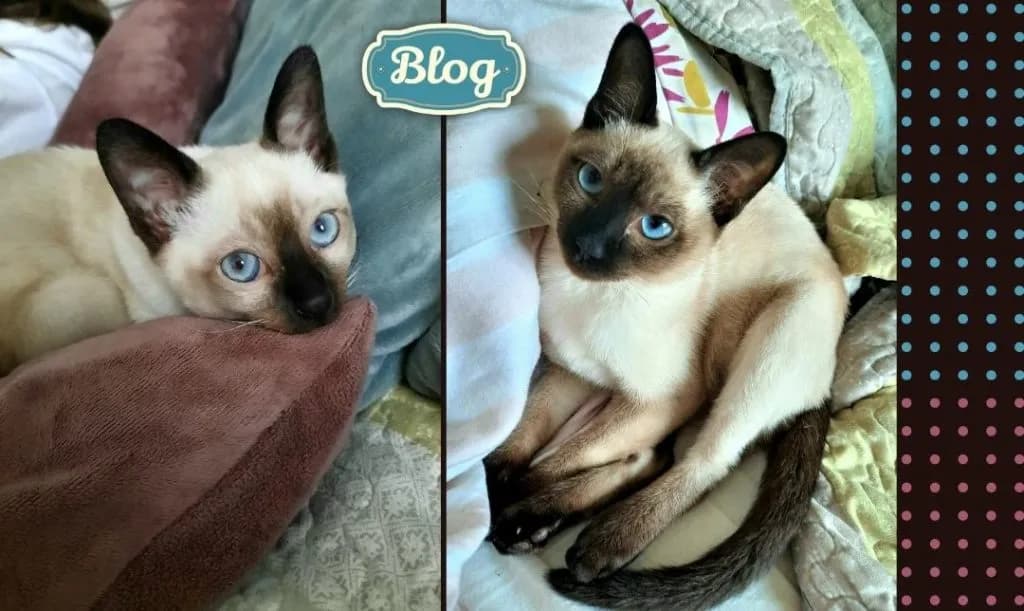 Kot tonkijski czekoladowy - unikalne cechy i pielęgnacja tej rasy