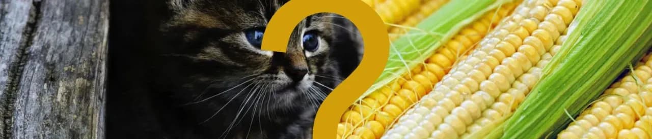 Czy koty mogą jeść kukurydzę? Sprawdź, co musisz wiedzieć o ryzyku