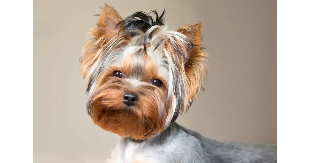Czy york ma sierść? Odkryj prawdę o włosach yorkshire terriera