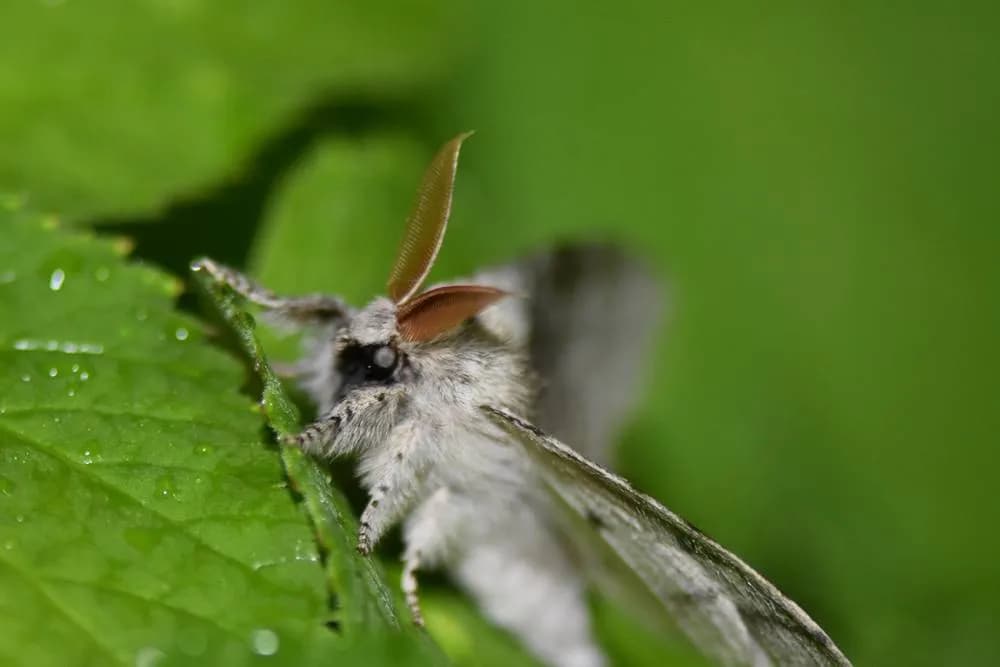 Jak rozmnażają się ćmy? Sekrety ich niezwykłego cyklu życiowego Jak rozmnażają się ćmy? Sekrety ich niezwykłego cyklu życiowego