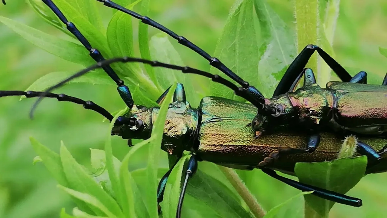 Jak rozmnażają się owady? Ciekawe fakty i nieznane metody rozmnażania
