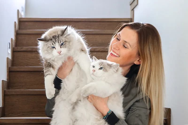 Ragdoll kotka czy kocur - poznaj różnice w ich charakterze