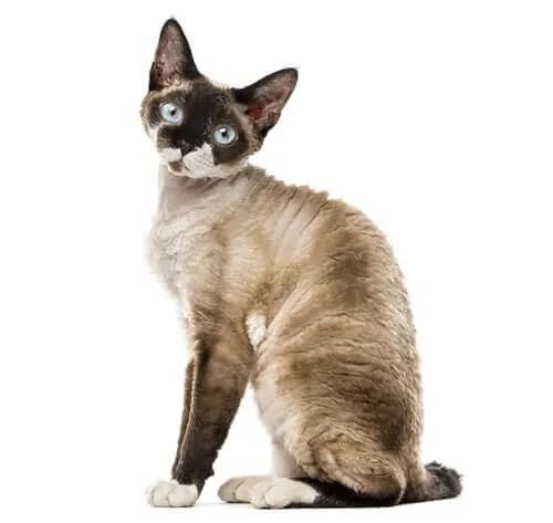 Rasa Devon Rex: niezwykłe cechy i wymagania opieki nad kotem