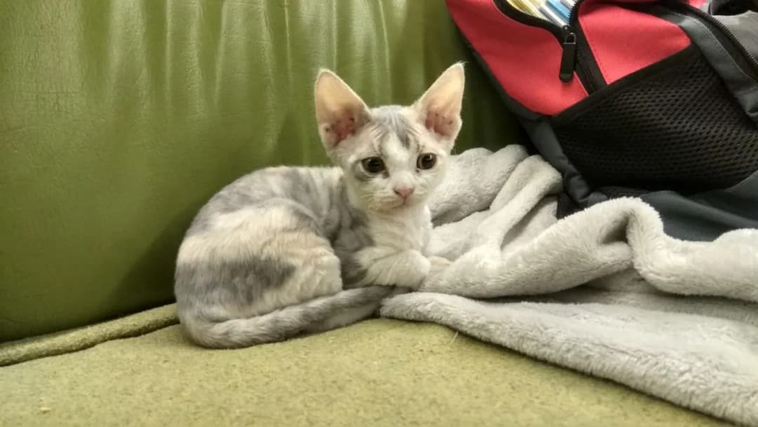 Tanie oferty na koty Devon Rex - jak znaleźć najlepsze ceny?