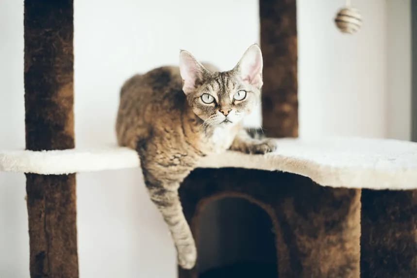 Gdzie znaleźć zdrowe koty Devon Rex w Zachodniopomorskiem?