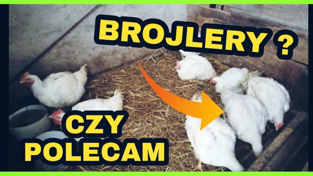 Jak rozmnażają się brojlery i dlaczego nie są do tego stworzone