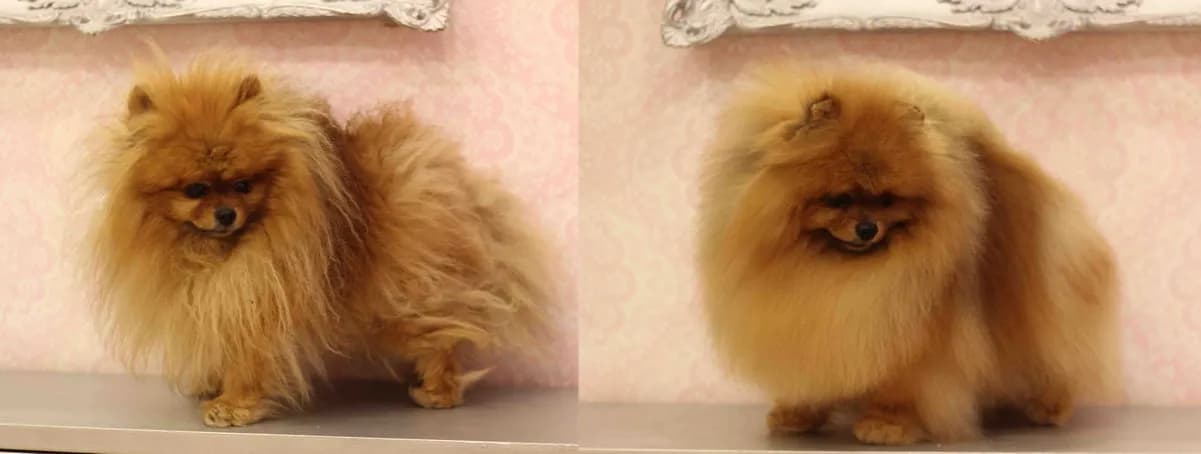 Kiedy pomeranian zmienia sierść i jak zadbać o jego futro