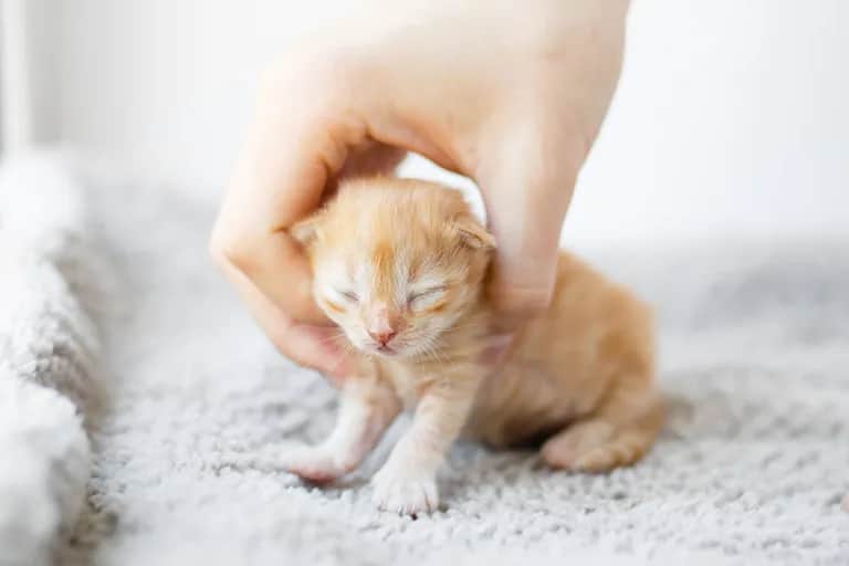 Kiedy można brać małe kotki na ręce, aby uniknąć problemów z matką?