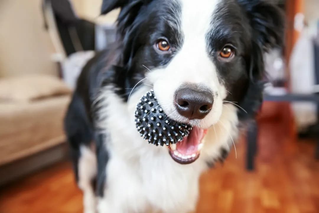 Sierść czy włosy u border collie - co musisz wiedzieć o pielęgnacji