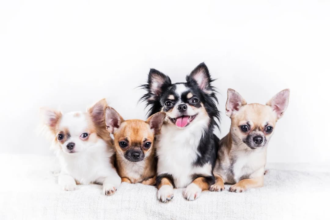 Chihuahua sierść czy włosy? Zaskakujące różnice i pielęgnacja