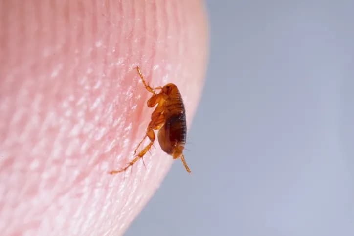Jak rozmnażają się pchły i dlaczego ich populacja rośnie tak szybko