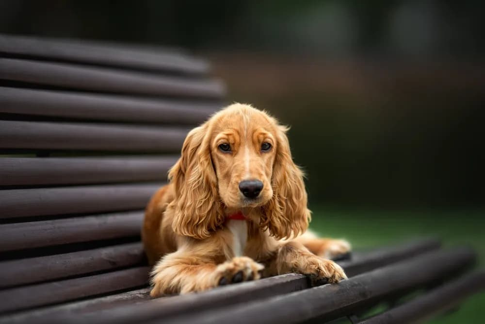 Cocker spaniel: włosy czy sierść? Odkryj sekrety pielęgnacji