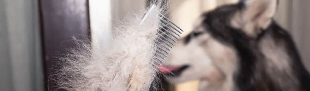 Kiedy psu wypada sierść? Poznaj naturalne cykle linienia Kiedy psu wypada sierść? Poznaj naturalne cykle linienia