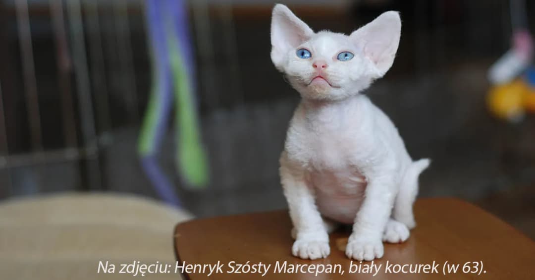 Niezwykły Devon Rex niebieski: temperament, cena i hodowle w Polsce