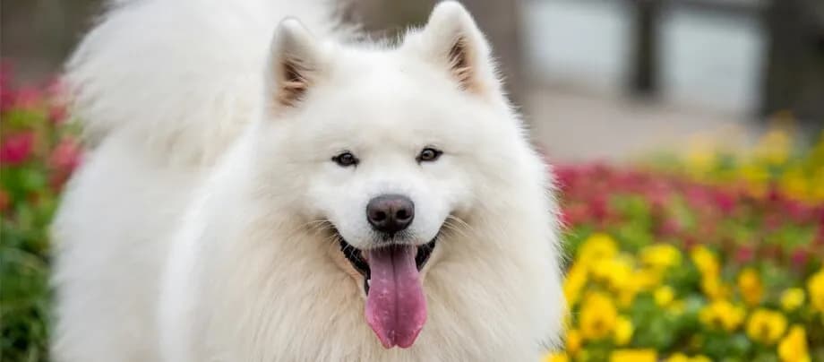 Samojed ma włosy czy sierść? Odkryj prawdę o jego futrze