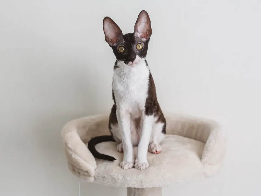 Devon Cornish Rex - Kluczowe różnice i cechy obu ras kotów