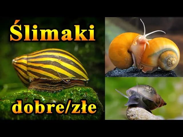 Jak rozmnażają się ślimaki akwariowe? Odkryj sekrety ich hodowli
